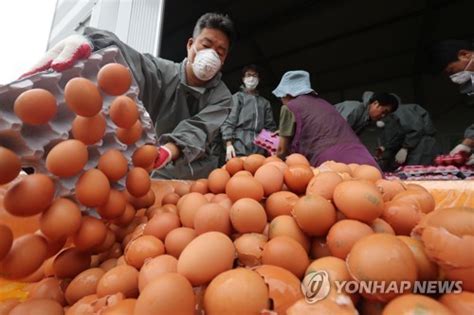 경기도 살충제 계란 파문 확산 10개 시군 17곳 한국경제