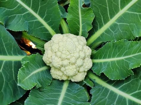 7 Cauliflower Growing Stages From Seed To Harvest