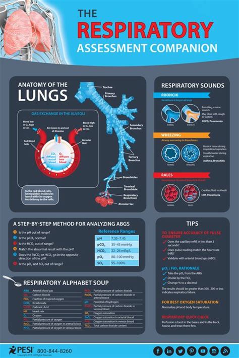 Respiratory Assessment Companion Infographic Respiratory System