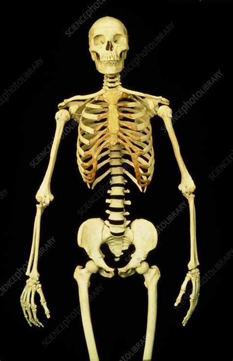 Real Full Human Skeleton