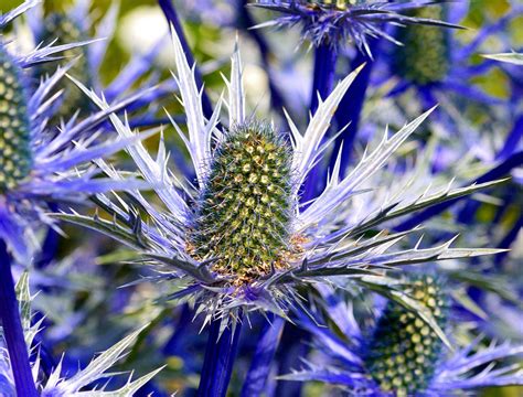 Eryngium Blue Sea Holly How To Plant The Sroots Beckham Proped