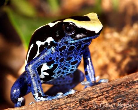 Dyeing Poison Dart Frog Dendrobates Tinctorius By Glenn Boyden Dart