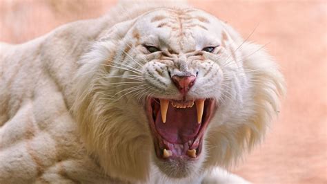 Angry White Tiger High Definition Wallpapers Hd Wallpapers