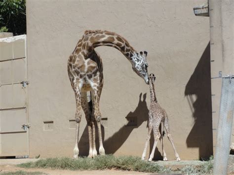 Updated Kiko The Baby Giraffe Enthralls The Greenville Zoo Giraffe