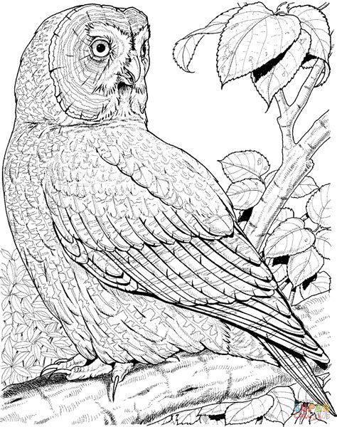 Great Grey Owl Coloring Page Free Printable Coloring Pages