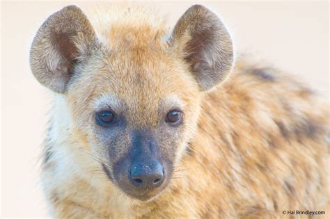 Four Animal Facts The Spotted Hyena