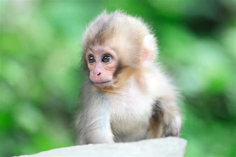Cute Monkey Wallpapers Wallpaper Cave
