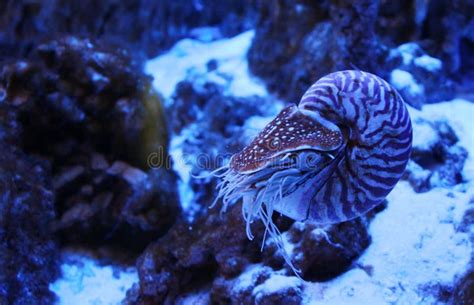 Chambered Nautilus Stock Photo Image Of Nautilus Ocean 36211736