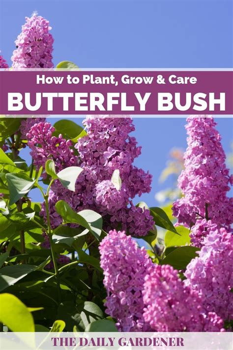 How To Plant Grow And Care Butterfly Bush Pruning Butterfly Bush