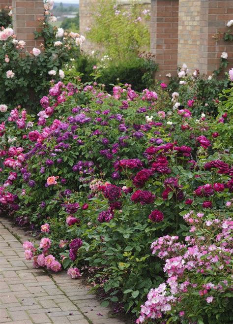 891 Best Garden Border Ideas Images On Pinterest