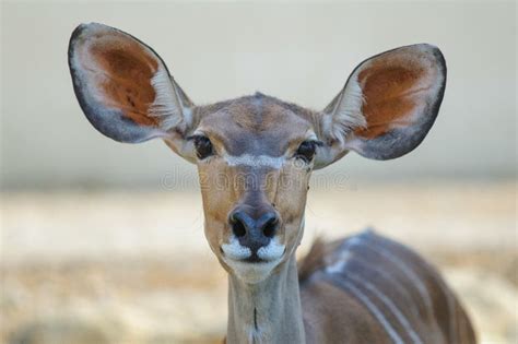 Antelope Stock Photo Image Of Hair Nose Mouth Wild 58421198