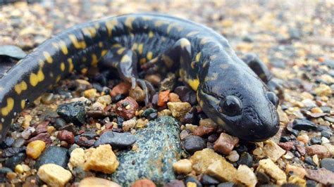 Tiger Salamander Climate Adaptation Explorer