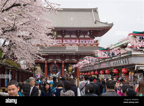 Cherry Blossom Festival In Asakusa Jinja Temple In Asakusa Tokyo Japan Stock Photo Alamy