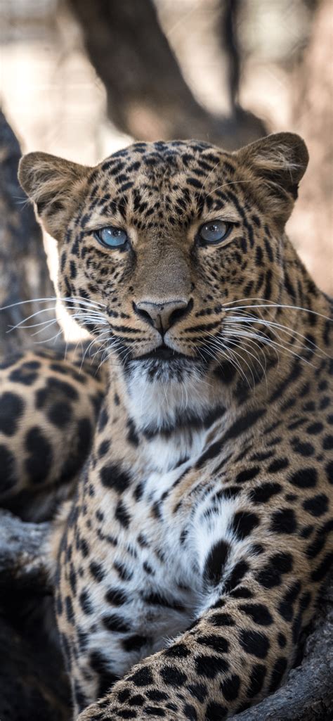Leopard Wallpaper For Iphone 11 Pro Max X 8 7 6 Free Download On