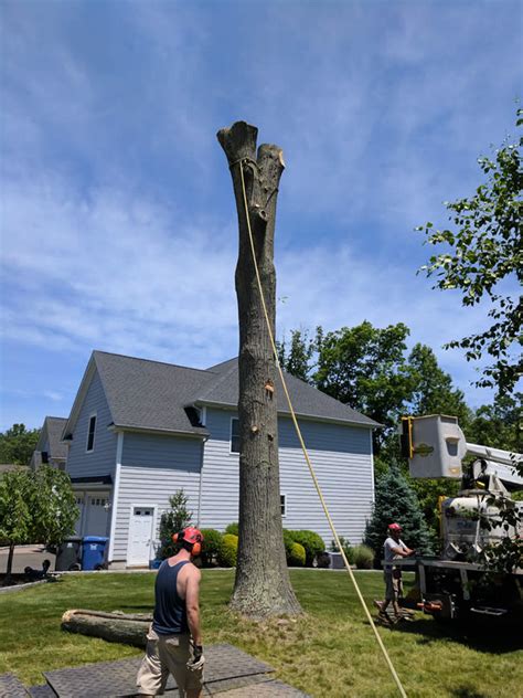 Stump grinders use a high speed rotating disk to swiftly and efficiently chip away layers of the tree stump. Tree removal Stump grinding Stratford Fairfield County