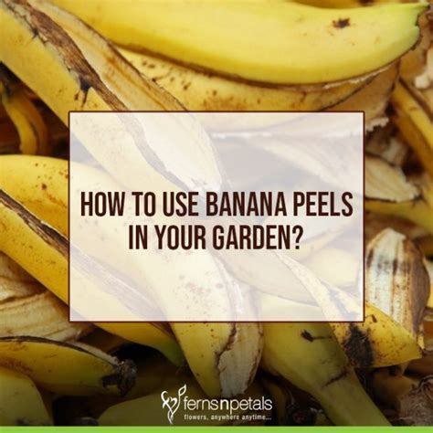 7 Ways To Use Banana Peels In Your Garden Ferns N Petals