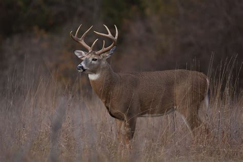 White Tailed Deer Facts Flipboard