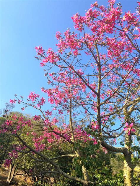 Kapok Tree In Bloom Photo Of The Day Noozhawk