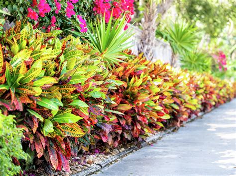 How To Grow And Care For A Croton Plant Bunnings Australia