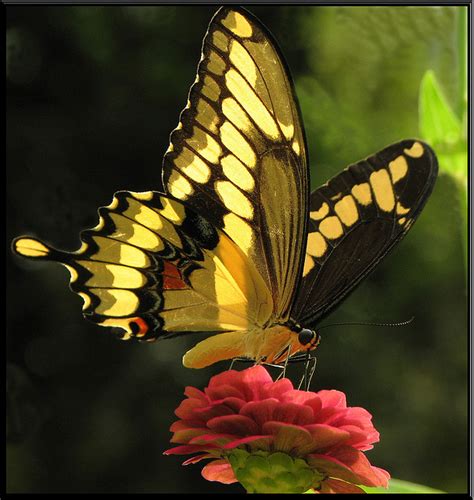 Leptirići šarenići