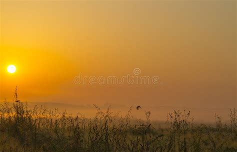 Beautiful Summer Sunrise Stock Image Image Of Wheat 176922621