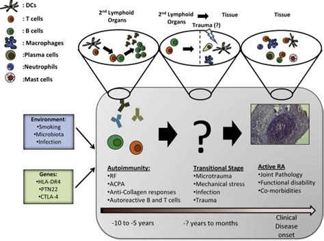 Pathogenesis Of Rheumatoid Arthritis Summary Of Potential Factors