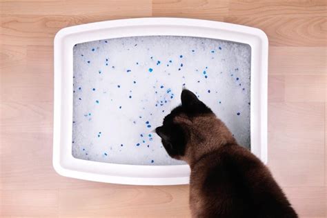 Best Crystal Cat Litter For January 2 Reviews And Buyers Guide
