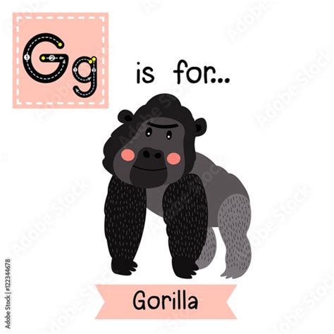 G Letter Tracing Gorilla Cute Children Zoo Alphabet Flash Card Funny