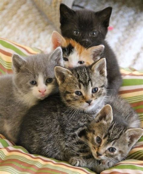 Cute Kittens 13th January 2016 We Love Cats And Kittens