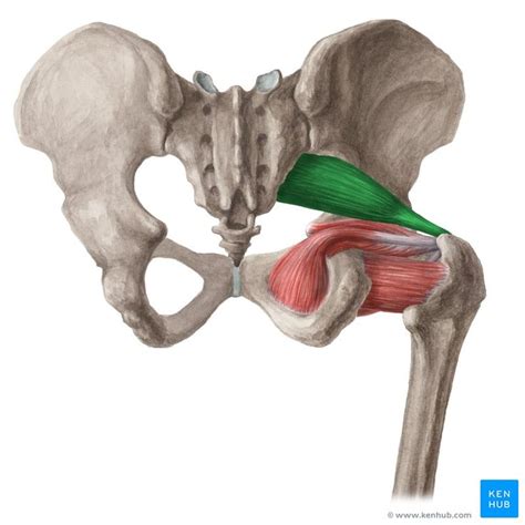 The bones need to be kept in the right position so that the joints do not dislocate. Piriformis muscle