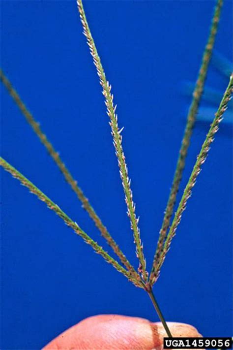 Factsheet - Cynodon dactylon (Couch Grass)