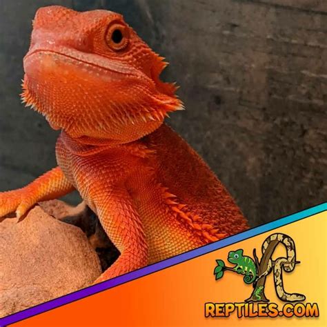Red Bearded Dragon For Sale Red Bearded Dragons For Sale