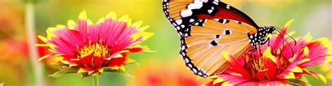 Setting up a water source will help to attract birds to your garden. How to attract beneficial nature to your garden | Service ...