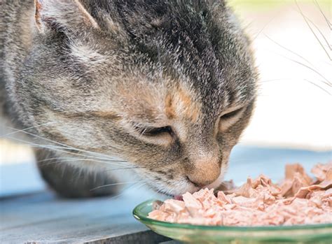 Feeding The Diabetic Cat Catwatch Newsletter