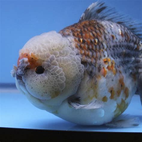 King Koi and Goldfish | Goldfish, Oscar fish, Freshwater fish