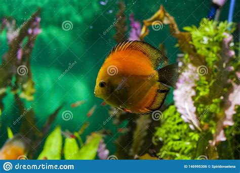 Underwater World With Bright Algae And Big Fish Stock Photo Image Of