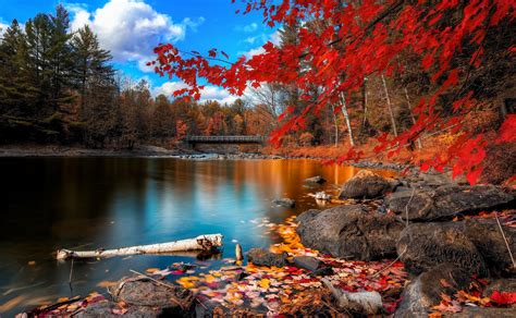 3840x2370 Autumn Forest 4k Cool Pc Wallpaper Beautiful World Beautiful