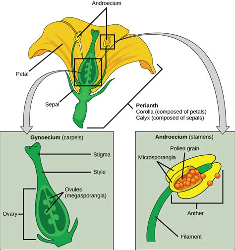 Reproduction In Plants Diagram