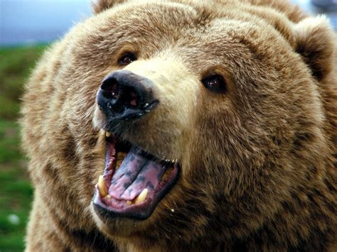 Amazing free hd bear wallpapers collection. Angry Bear Wallpaper | HD Wallpapers