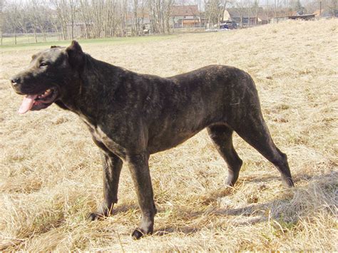 We did not find results for: Perro de Presa Canario on the field photo and wallpaper ...