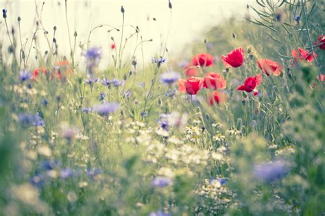 Blumenwiese Anlegen Und Pflegen Detaillierte Anleitung