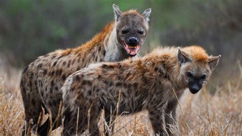 10 Fascinating Facts About Hyenas Animal Tv Hindi