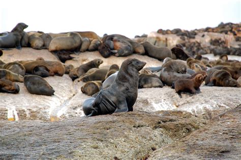 Free Images Sea Wildlife Fauna Animals Seals Mammals Vertebrate