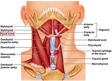 Secretes, stores and releases the iodine dependent thyroid hormones thyroxine and triiodothyroine which play major endocrine roles in regulating. Science of Massage Institute » MEDICAL MASSAGE vs YEARS OF ...