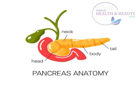 The Pancreas Anatomy Functions And Common Diseases