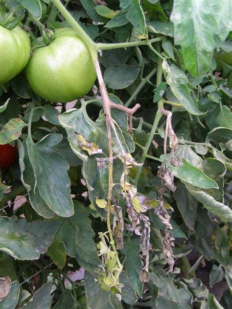 We did not find results for: Gray mold of tomatoes | UMN Extension