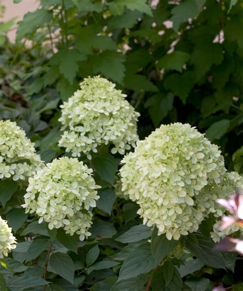Best Fertilizer For Limelight Hydrangea Tree - How to Grow and Care for Limelight Hydrangea