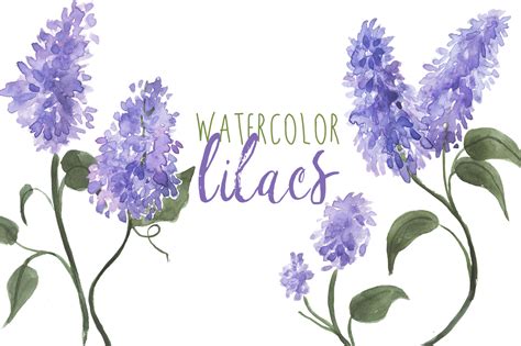 24,487 lilac clip art images on gograph. Watercolor Lilacs ~ Illustrations on Creative Market