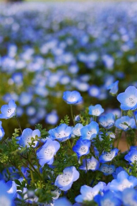 Little Blue Flower Wallpaper Dandelion Wallpaper Blue Floral Wallpaper