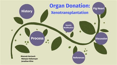 Organ Donation Xenotransplantation By Hannah Hartsock